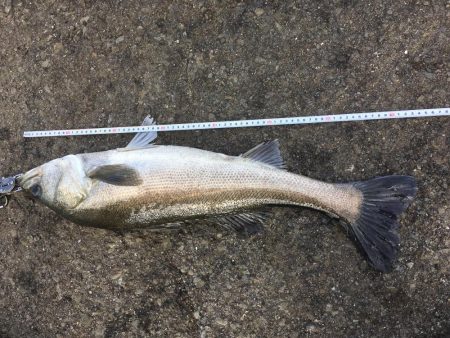 飲ませでスズキ72cm